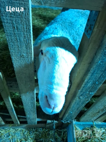 продавам овен Лакон , снимка 6 - Овце - 53528046