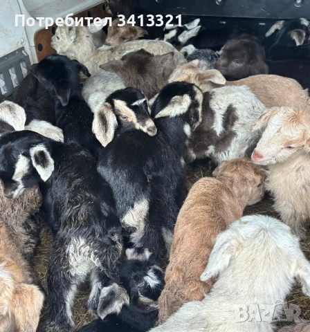 Ярета сукалчета, снимка 2 - Кози - 53398118