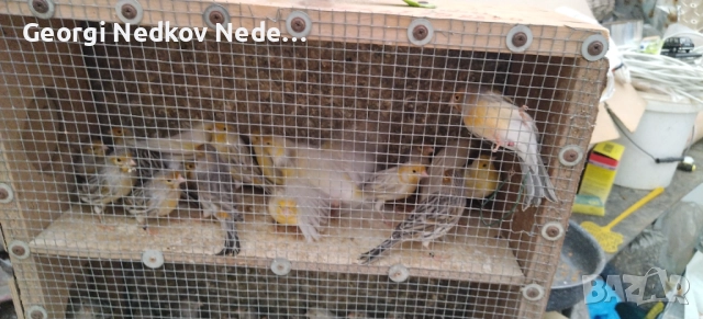 Продавам канари , снимка 8 - Канари - 52758060