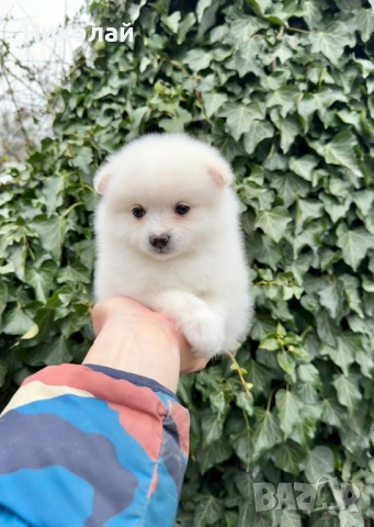 Померан мини момиче. Померанче, снимка 4 - Померан - 53452618