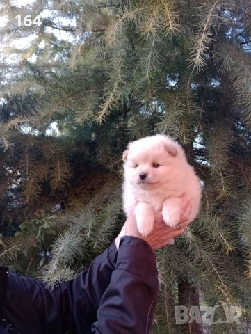 Бели и кремави мъжки Шпицлета. , снимка 8 - Померан - 53895585