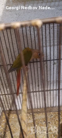 Продавам пирура, снимка 1