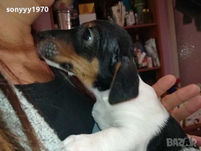 ЖЕНСКО КУТРЕ-ДЖАК РЪСЕЛ НА 40 ДЕНА 2909251558, снимка 8 - Джак ръсел териер - 51879256