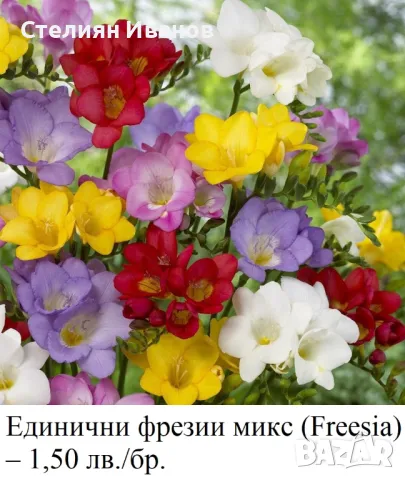 Фрезии - единични и кичести/двойни (Freesia) - луковички, снимка 1 - Стайни растения - 49326778