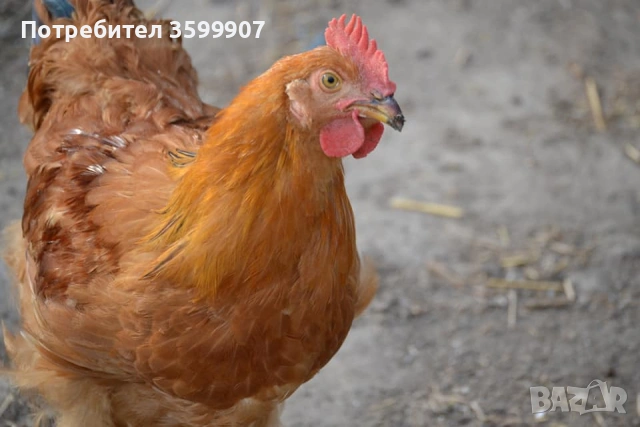 Оплодени яйца за инкубация, снимка 6 - Кокошки и пуйки - 53374419