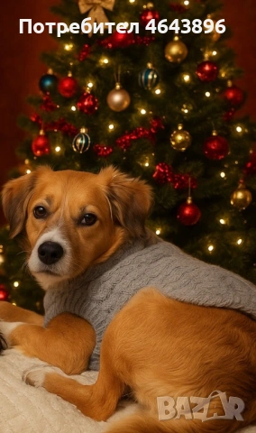 Подаряваме кученце на 7 месеца