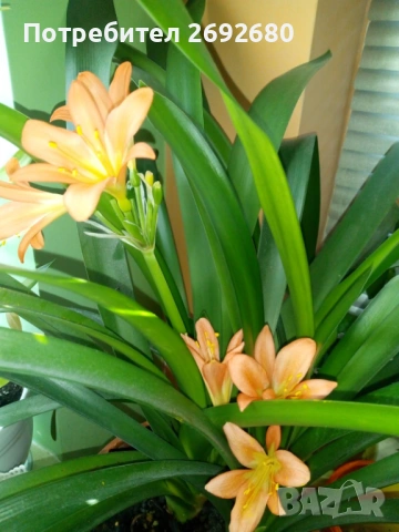 Голяма оранжева кливия с цветонос,5бр. с обща цена, христов венец,лечебно алое,бамбук,коледничета 