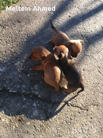 Продавам кучета пинчери , снимка 2 - Пинчер - 52879618