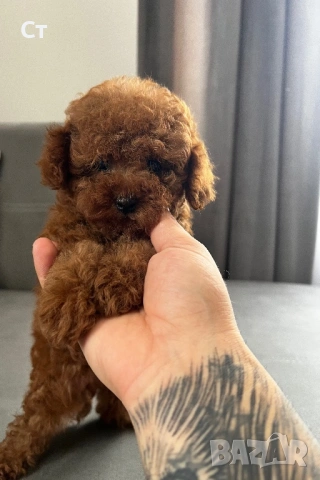 Пудел Той Pudlle toy, снимка 8 - Пудели - 53797460