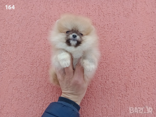 Мъжки и женски Померани. Реални снимки от 02.02.26 г. , снимка 2 - Померан - 53283839