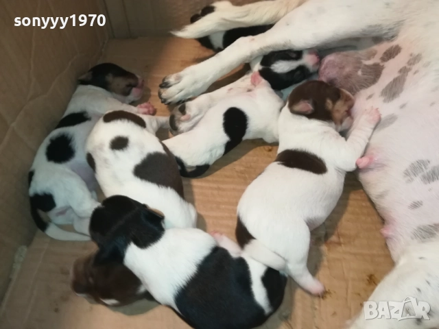 ДЖАК РЪСЕЛ 250ЛВ ЗА КУТРЕ 2008251933, снимка 8 - Джак ръсел териер - 51433966