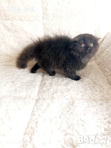 не са красиви те просто са уникални, снимка 4 - Британска късокосместа - 53773762