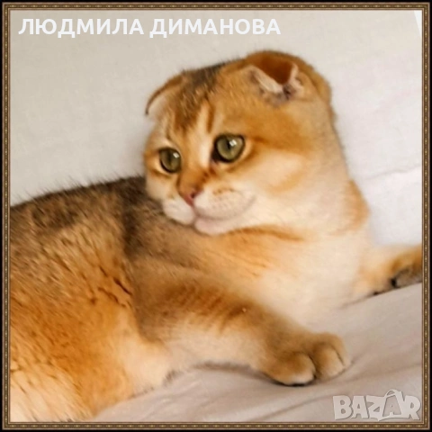 Шотландско мъжко златна чинчила , снимка 9 - Британска късокосместа - 53580083