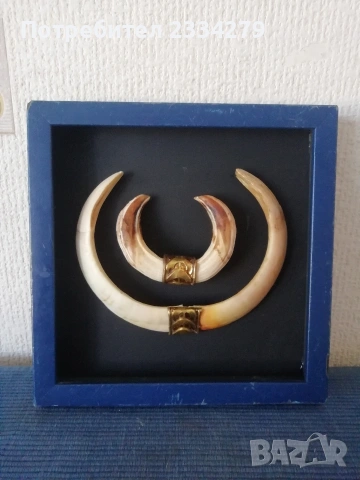 Стари зъби бивни от диво прасе, глиган, снимка 3 - Антикварни и старинни предмети - 53642385