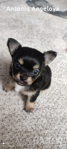 бебета чихуахуа с първа ваксина момчета и момичета хранят се самостоятелно, снимка 6 - Чихуахуа - 53540178