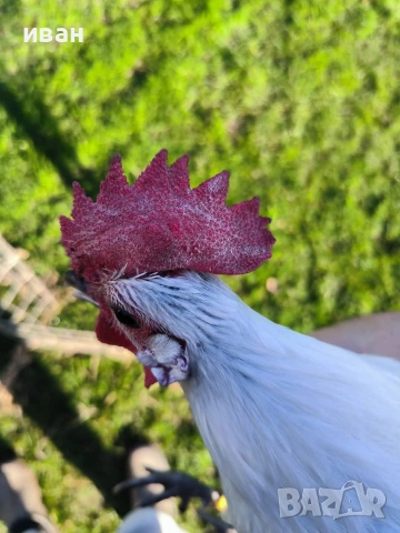 Петел Сребърно Брезе Бантам-уникално петле единствени в България , снимка 6 - други­ - 54010169