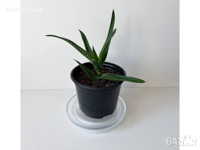 Tъмнозелено Алое