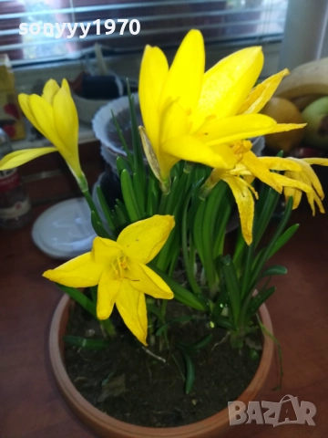 ЦВЕТЯ В САКСИЯ 1910251229, снимка 11 - Градински цветя и растения - 52105462