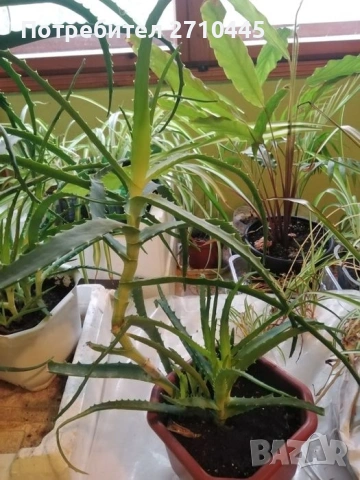 Лечебно Алое Вера и Дървовидно алое, снимка 11 - Стайни растения - 34336379