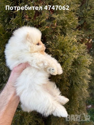 Померан мъжки, снимка 3 - Померан - 53666091