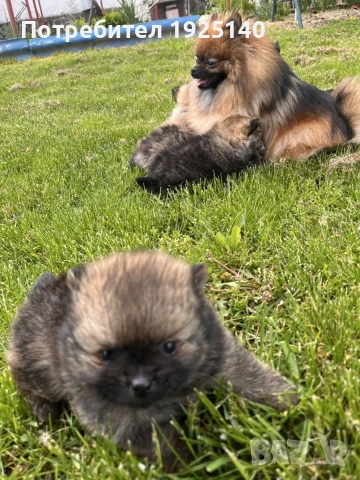 продавам мъжки померанй , снимка 5 - Померан - 54231729
