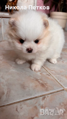 Померан мини , снимка 5 - Померан - 53099625