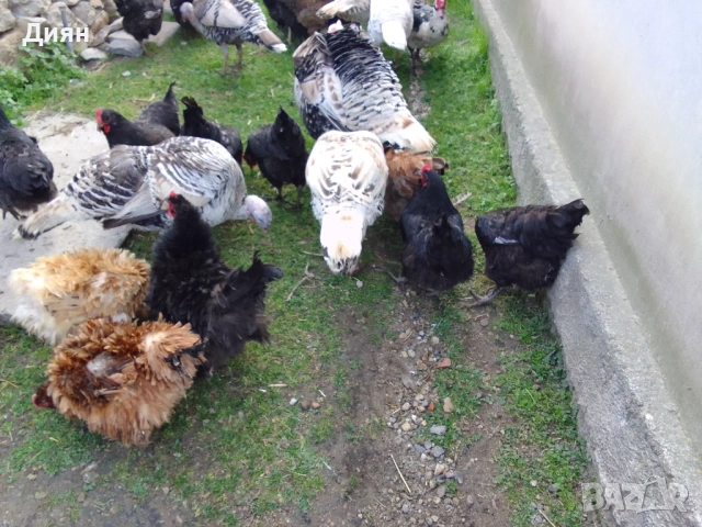 Оплодени, пуешки яйца , снимка 3 - Кокошки и пуйки - 53992829