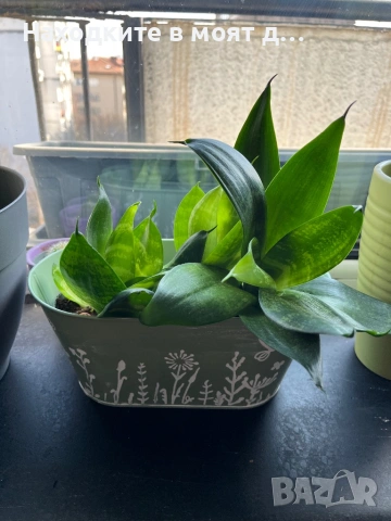 Сенсевиера в метална или керамична кашпа