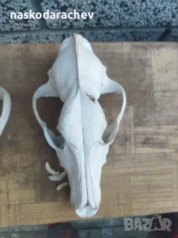 Череп, черепи за декорация, снимка 17 - Декорация за дома - 39432640