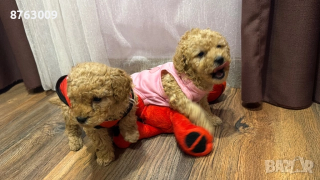 Той пуделчета , снимка 6 - Пудели - 54246185