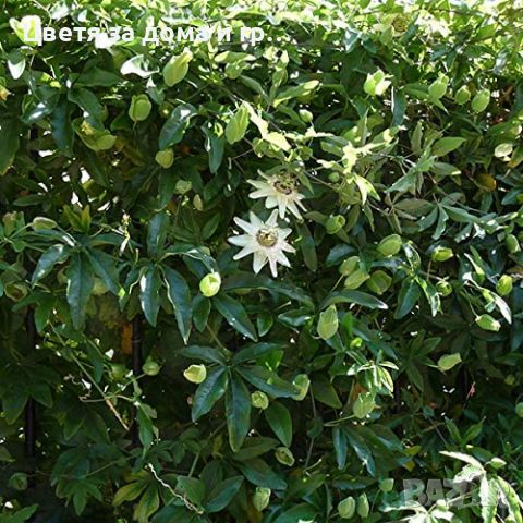 Пасифлора (Passiflora), снимка 2 - Разсади - 46802081