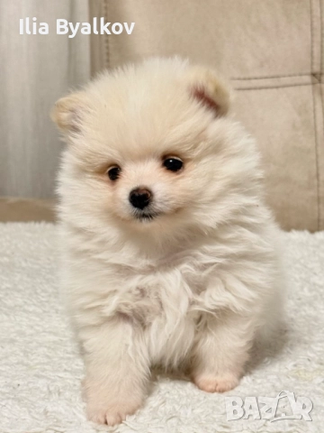 Померан шпиц, снимка 5 - Померан - 52958589