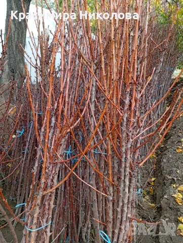 Продавам овощен посадъчен материал, снимка 15 - Разсади - 52362615