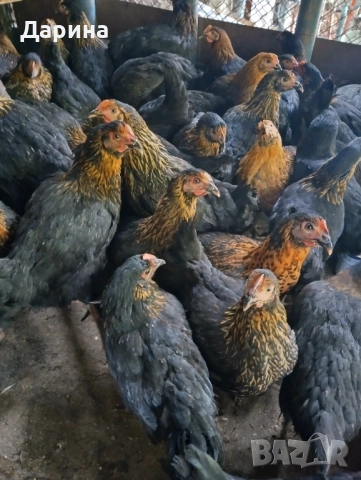 Ярки супер Харко, снимка 2 - Кокошки и пуйки - 51960687