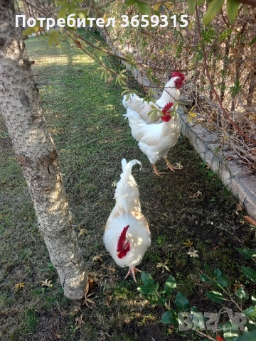 Петлета 6месечни, снимка 6 - Кокошки и пуйки - 52068630