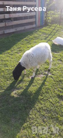 Продавам овце порода Дорпер, снимка 1 - Овце - 45687561