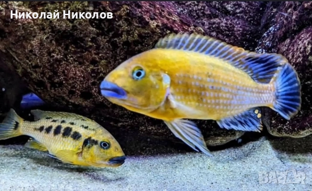 Африкански Цихлиди Малави, снимка 3 - Рибки - 51768254