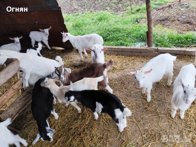 Свободни ярета, снимка 2 - Кози - 54274760