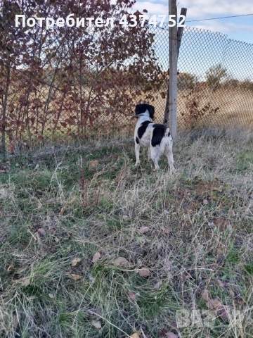 Женски бретон шпаньол , снимка 5 - Бретон шпаньол - 53635080