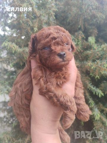 предлагам той пудели , снимка 5 - Пудели - 54271588