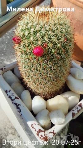 Кактус Мамилария