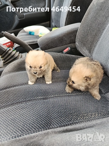 Померани-мини шпиц