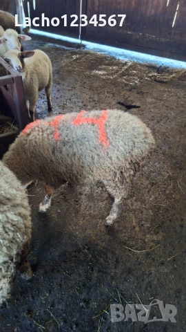 Продавам агнета, снимка 2 - Овце - 54108886