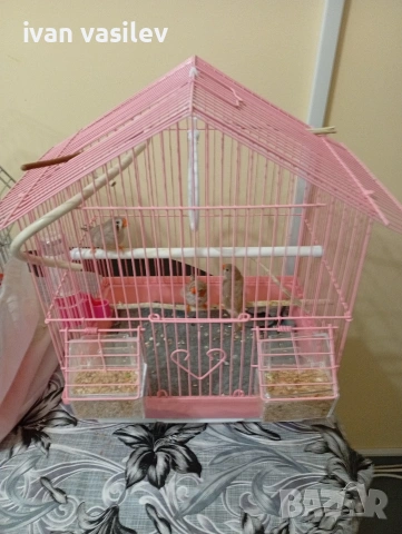 Продавам Амадинки3 женски и 1 мъжко