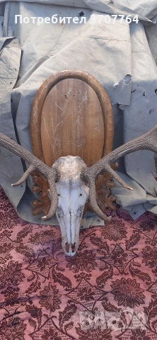 продавам трофей от Благороден Елен , снимка 3 - Декорация за дома - 53749135