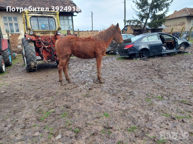 Продавам двата коня , снимка 4 - Коне - 53626809