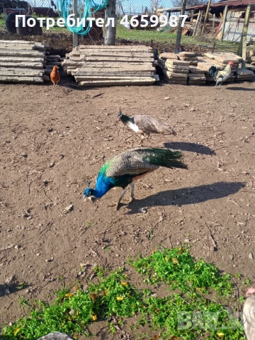 Пауни мъжки и женски , снимка 3 - други­ - 52528127