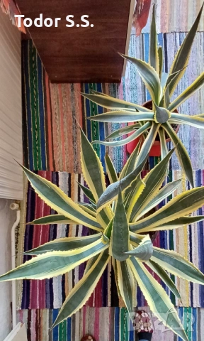 Агаве на 7 години, снимка 2 - Градински цветя и растения - 53850839