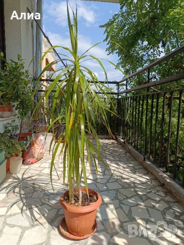 Фикус бенджамин 170см, драцена 120см, снимка 15 - Градински цветя и растения - 34362136