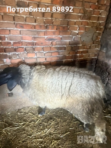 Коч Плевенска Черноглава, снимка 2 - Овце - 54090778